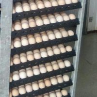 3-тележка для транспортировки яиц